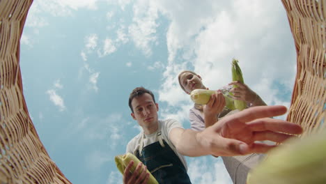 two people harvesting corn