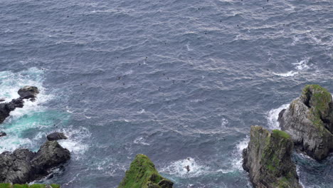 looking down over a cliff in norway at hundreds of puffins flying above a rocky coastline, wide angle, slow motion