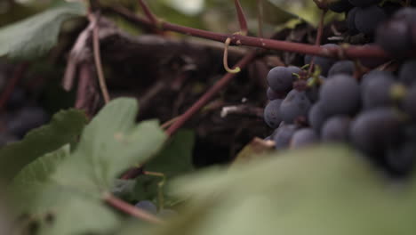 closeup of female hand picking fox grape from tree outdoor