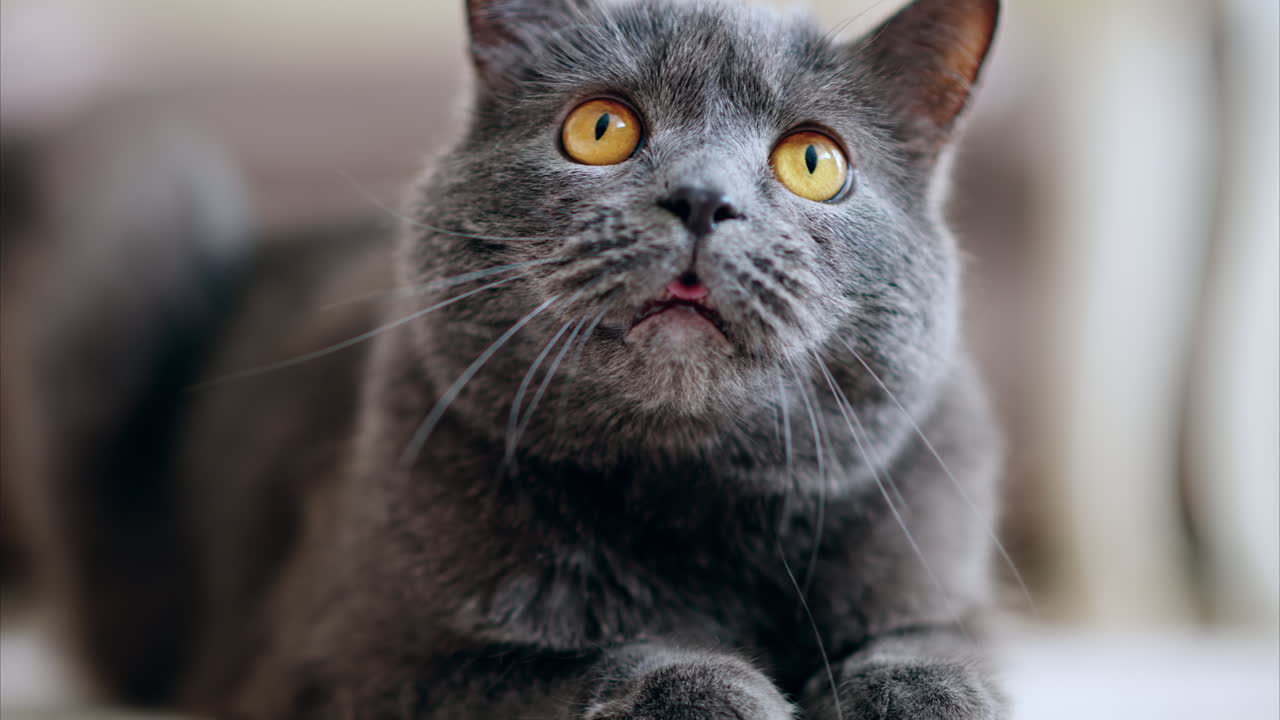 Gatto British Shorthair con occhi arancioni sdraiato sul pavimento che si guarda intorno