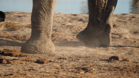 closeup of bull african elephant feet walking across dusty terrain