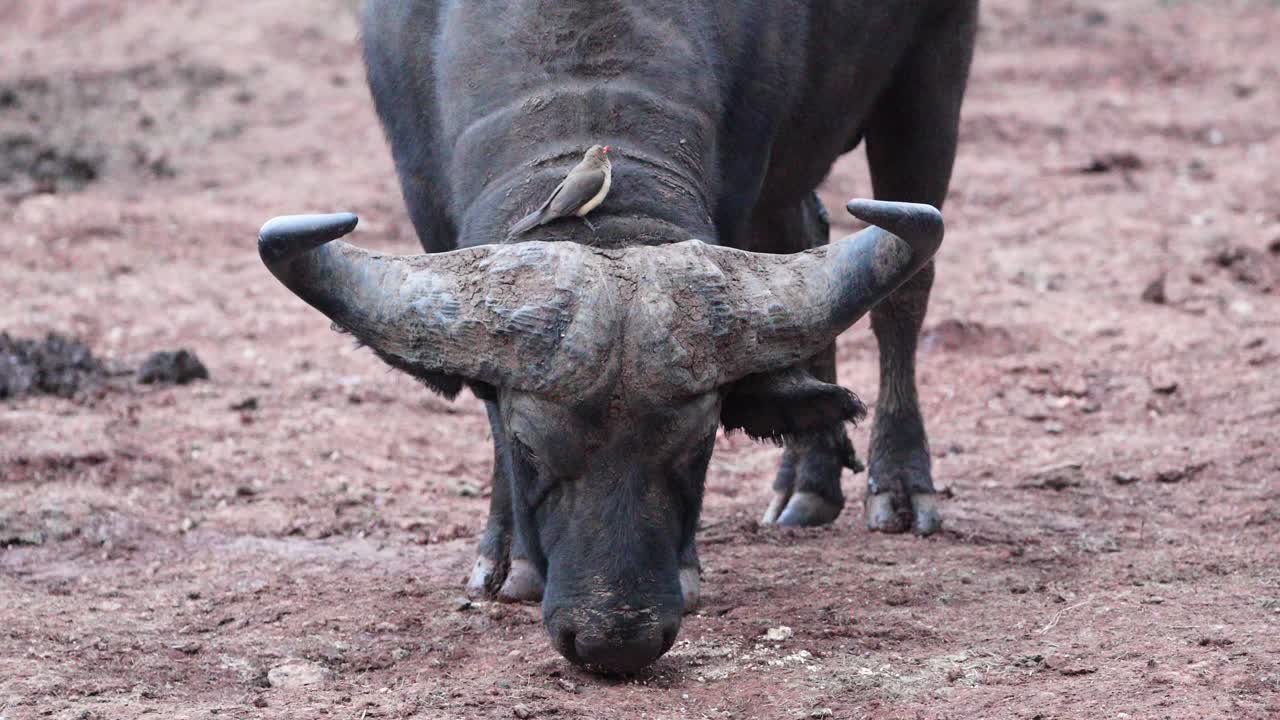 아프리카 버팔로 (african buffalo) 가 땅 위에 먹이를 먹고 있으며, 새 (oxpecker bird) 가 그 등에 앉아 있다.