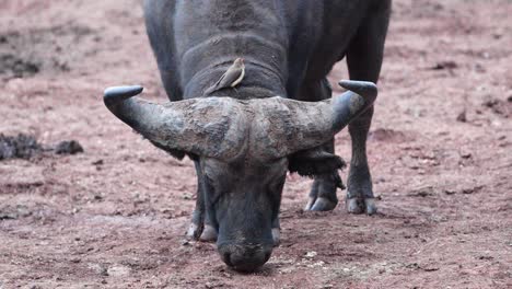 búfalo africano pastando en el suelo con un pájaro pico de buey en su espalda