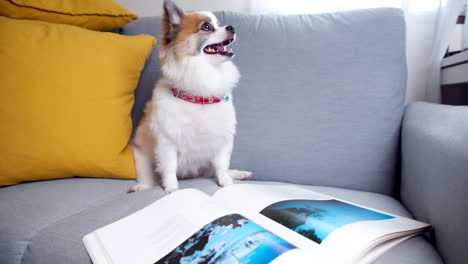 chihuahua plus pomeranian dog with books lying on a comfortable sofa and looking at a camera in the living room