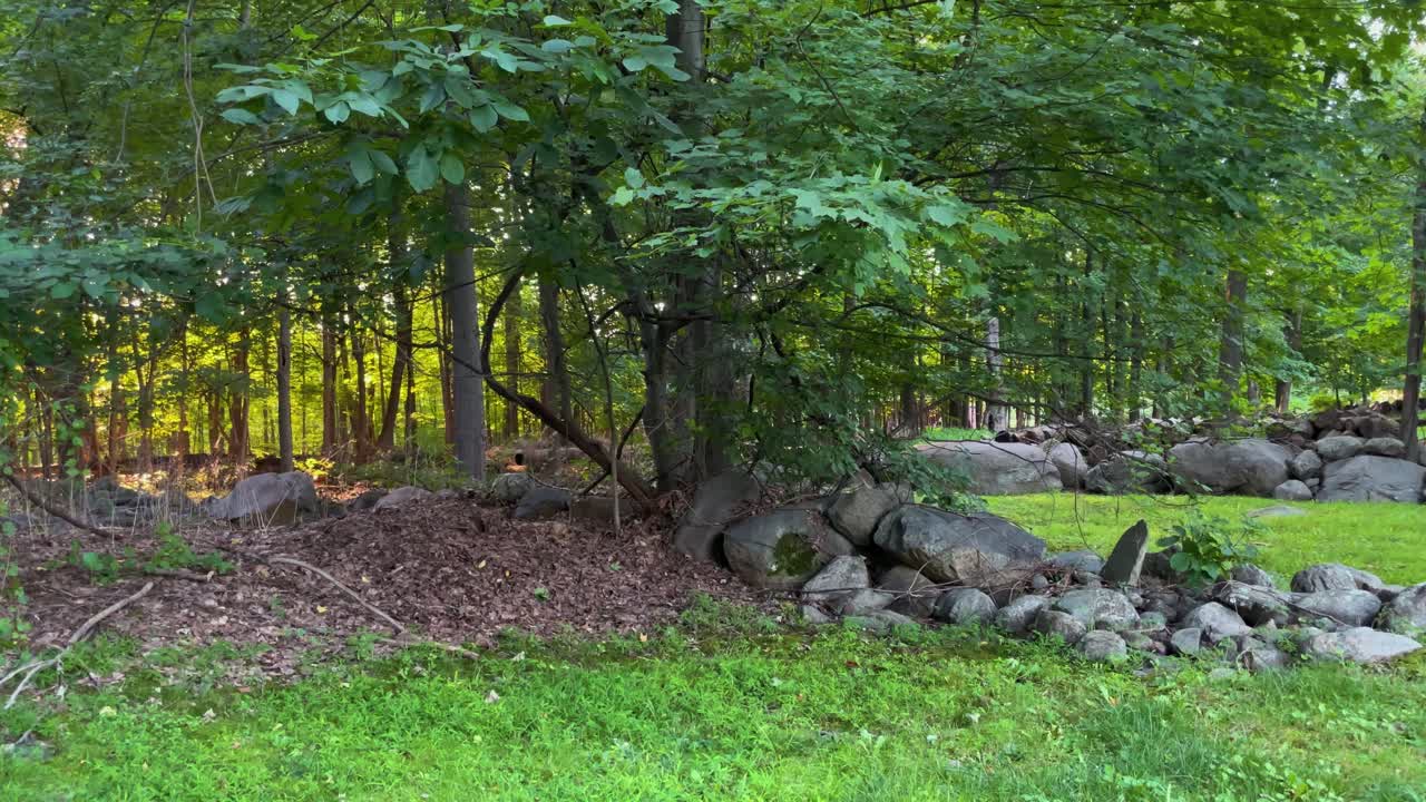 Forest with leaves on the ground and rocks