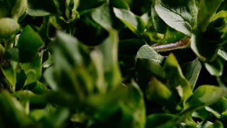 close up timelapse of green plant in studio lighting with black background moving from left to right