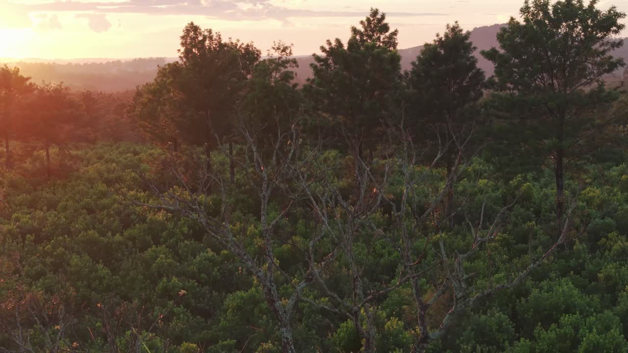 hermoso y inspirador amanecer en la zona agrícola de argentina, vista aérea de la plantación tradicional de yerba mate