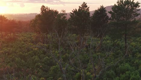 Beautiful-and-inspirational-sunrise-in-agricultural-area-of-Argentina,-Aerial-view-of-traditional-Yerba-Mate-plantation