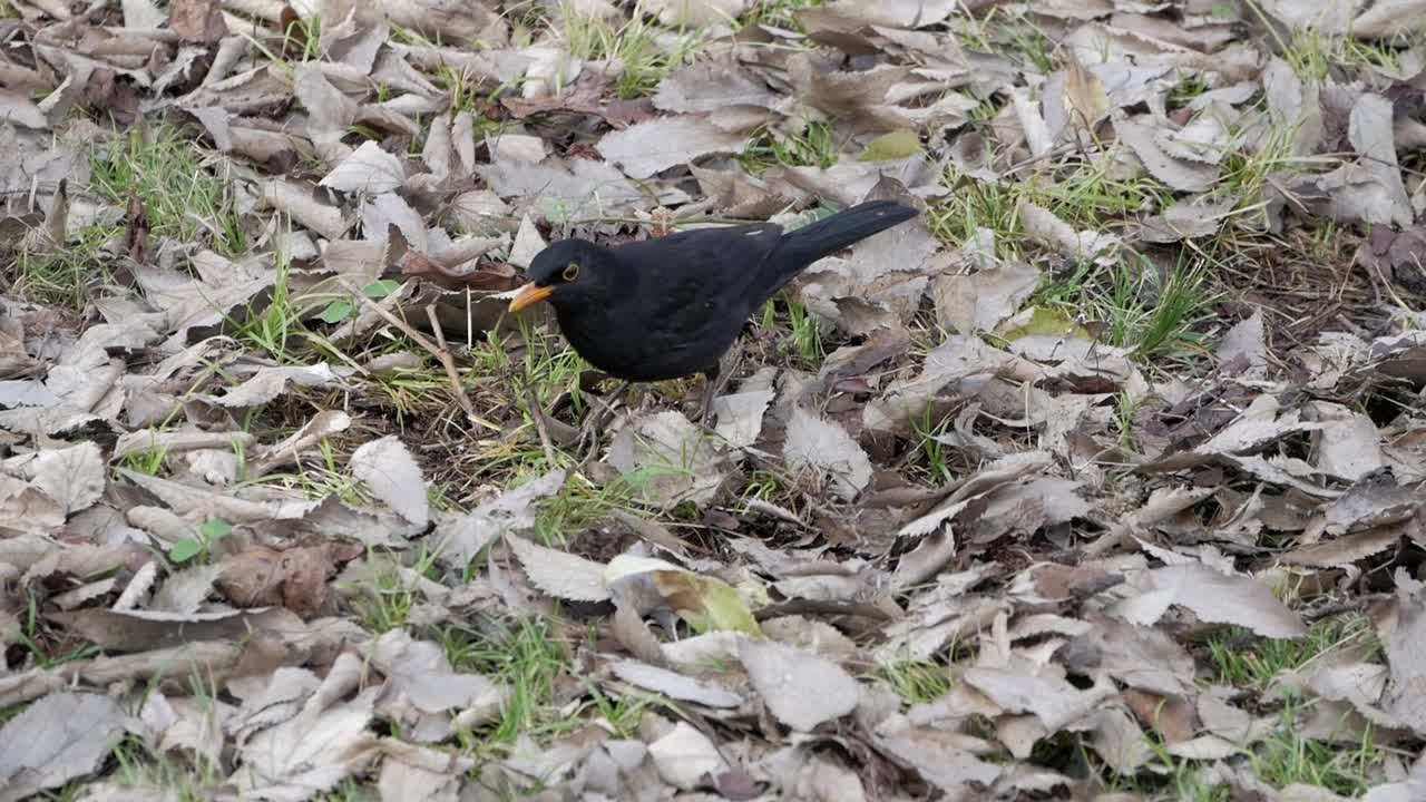 Close-up of a blackbird pecking persistently at the ground. Daylight