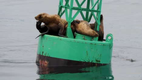 steller sea lion looking for a resting spot on a navigational buoy, sitka, alaska.