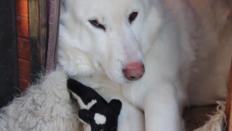 big white husky adult dog sitting in his dog house with his stuffed animal whale toy