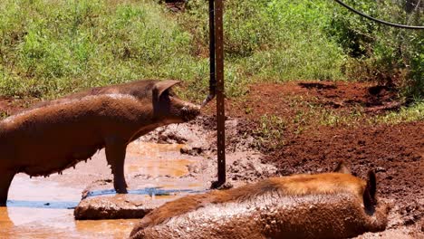 a pig wallows happily in a mud puddle.