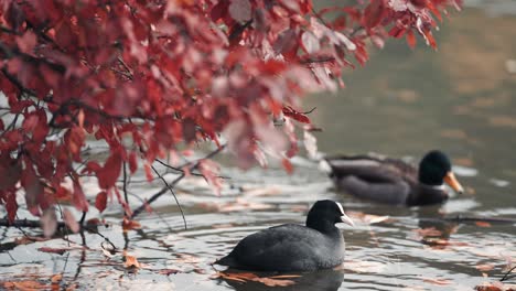 Stockenten-Und-Blässhühner-Paddeln-Im-Teich