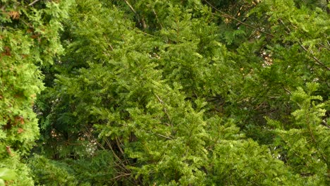 black and white bird flies around and perches on green tree in forest