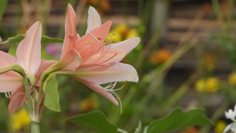 beautiful lily flowers . pink