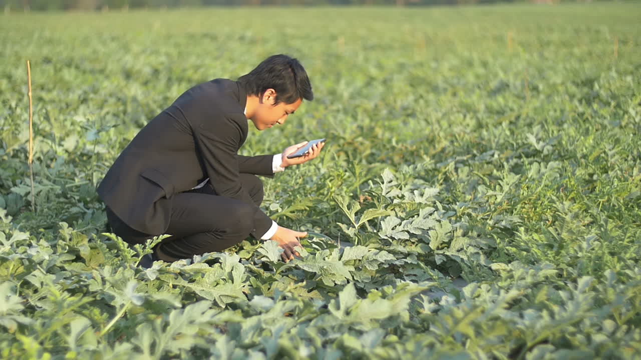 Business Man Checking Melon With Tablet In Melon Field