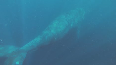 남쪽 참고래, eubalaena australis는 청록색 푸른 바다에서 혼자 수영합니다.