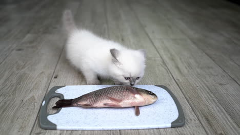 cat and big fish on plate. cat wants to eat big fish from plate on wooden floor