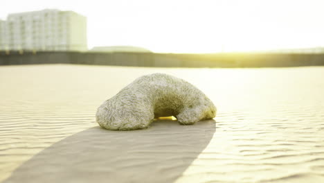 curious sandy formation resembling a creature at sunset on a quiet beach