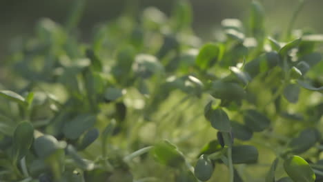 Nahaufnahme-Des-Schüttelns-Frischer-Grüner-Bio-Sprossenblätter-Bei-Sonniger-Hintergrundbeleuchtung