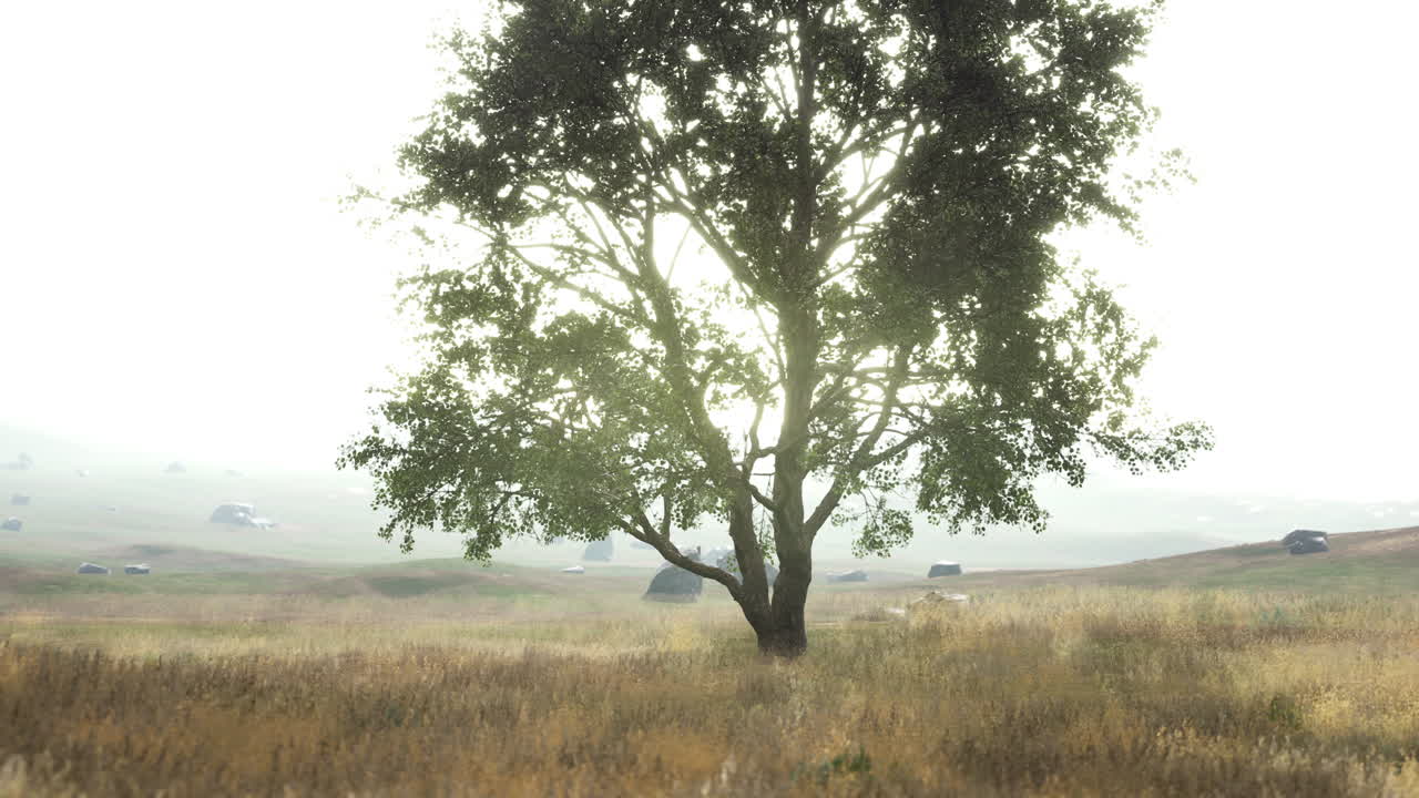 따뜻한 빛으로 해가 뜨면 언덕과 단 하나의 나무가 있는 풍경