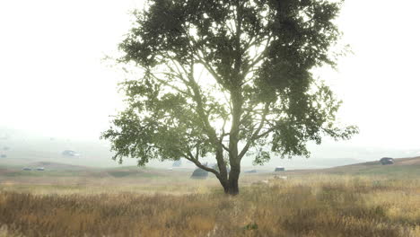 paisaje con una colina y un solo árbol al amanecer con luz cálida