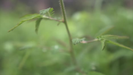 hermosa vista macro de algunas plantas de la selva tropical india con fondo borroso