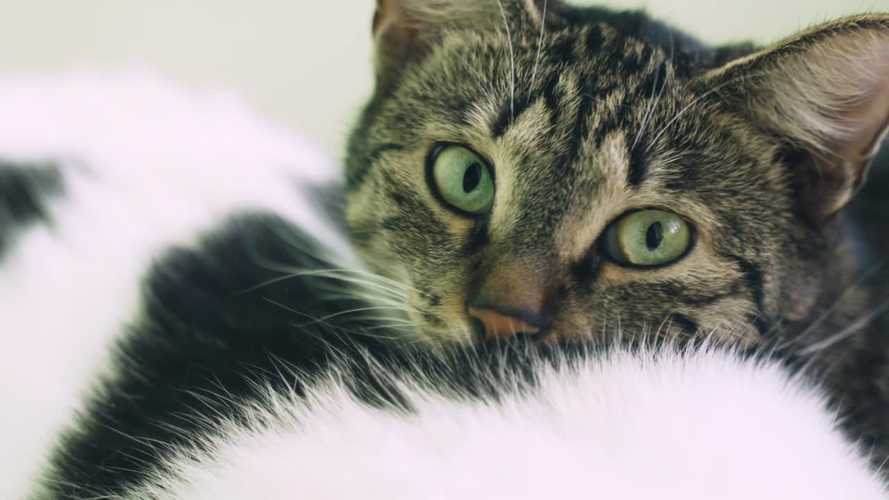 retrato de gatos durmientes. de cerca