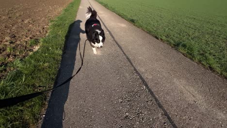 Punto-De-Vista-De-Pasear-Al-Perro-En-Una-Mañana-Soleada-De-Primavera