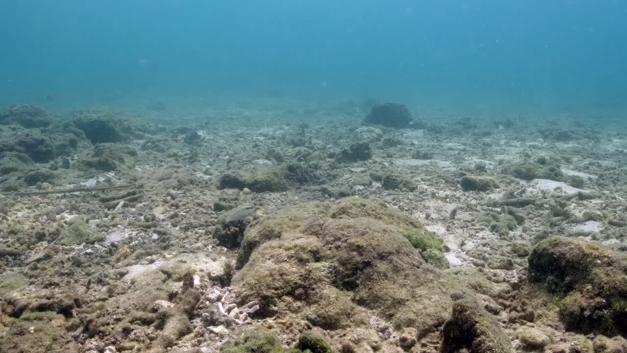 Few Marine Fishes Swimming On An Empty Reef Recovering After Catastrophe And Disturbance. underwater