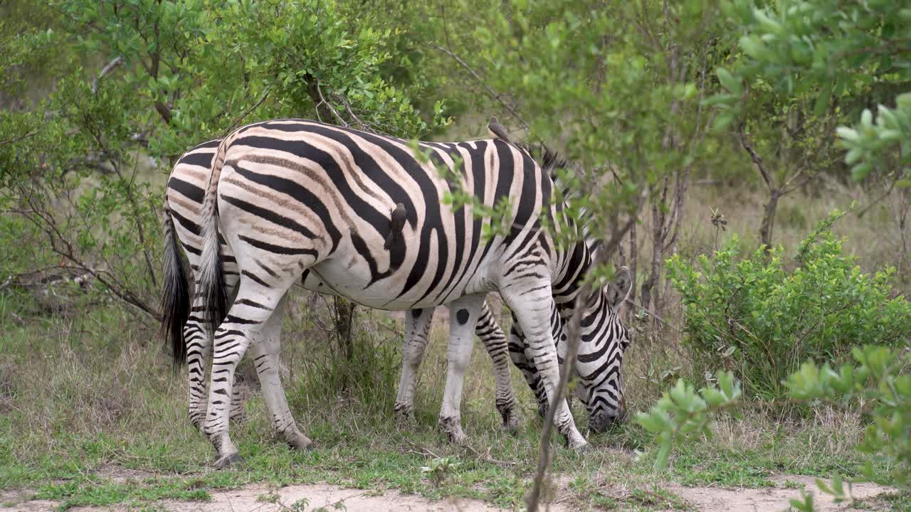 Un paio di zebre pascolano nelle savane del Parco Nazionale Kruger, con bufagidi beccorosso che cavalcano le loro schiene.