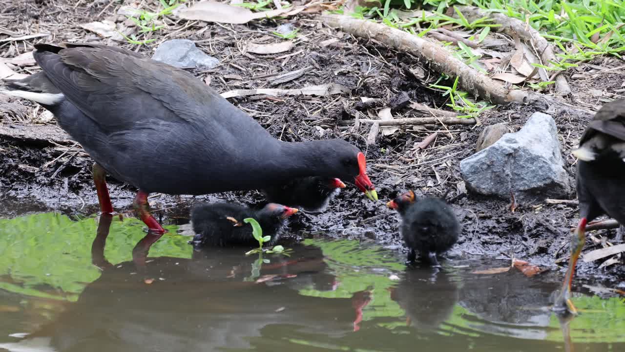 las gallinas adultas alimentan a sus polluelos cerca de un estanque fangoso