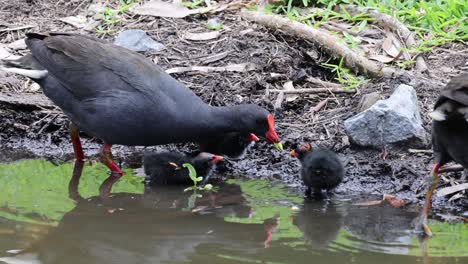 adult moorhens feeding chicks near a muddy pond