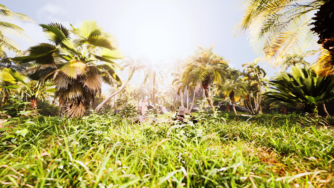 rayo de luz en una selva tropical
