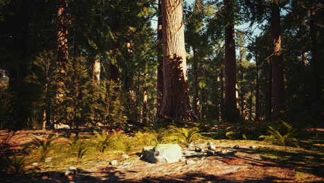 Secuoyas-Gigantes-En-El-Parque-Nacional-Sequoia-En-California,-EE.UU.