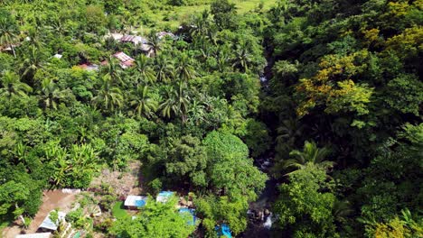 drone flyover of tropical village hidden below tall palm tree forest