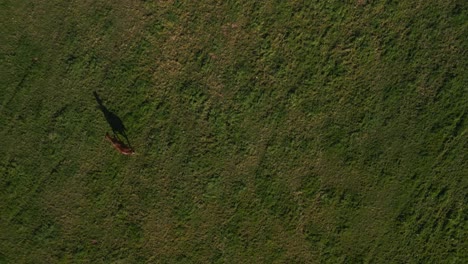 Lonely-brown-horse,-long-shadow-on-the-pasture