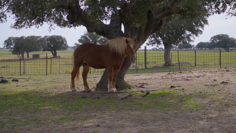 horse under an oak tree