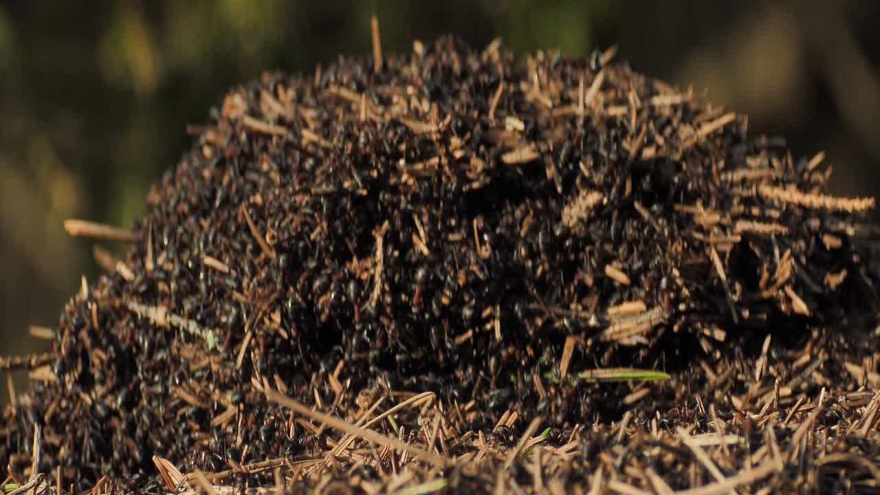 개미 들 의 집단 은 개미  ⁇  을 형성 한다