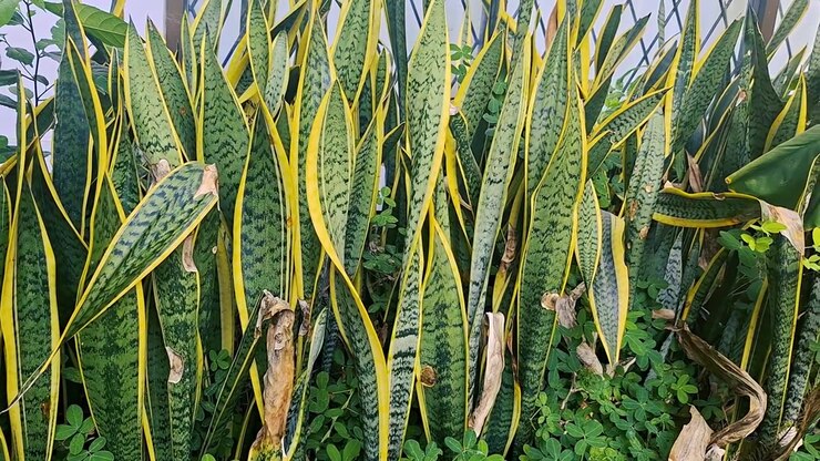 Primo piano di foglie di Sansevieria in un giardino