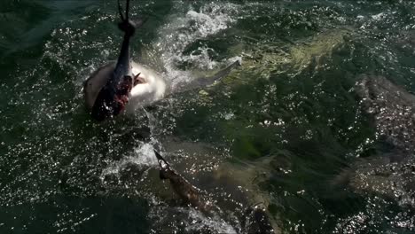 Tiburones-Voraces-Saltan-Fuera-Del-Agua-Para-Agarrar-La-Cola-De-Pez-Rota-En-El-Agua