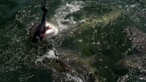 tiburones voraces saltan fuera del agua para agarrar la cola del pez desgarrado en el agua