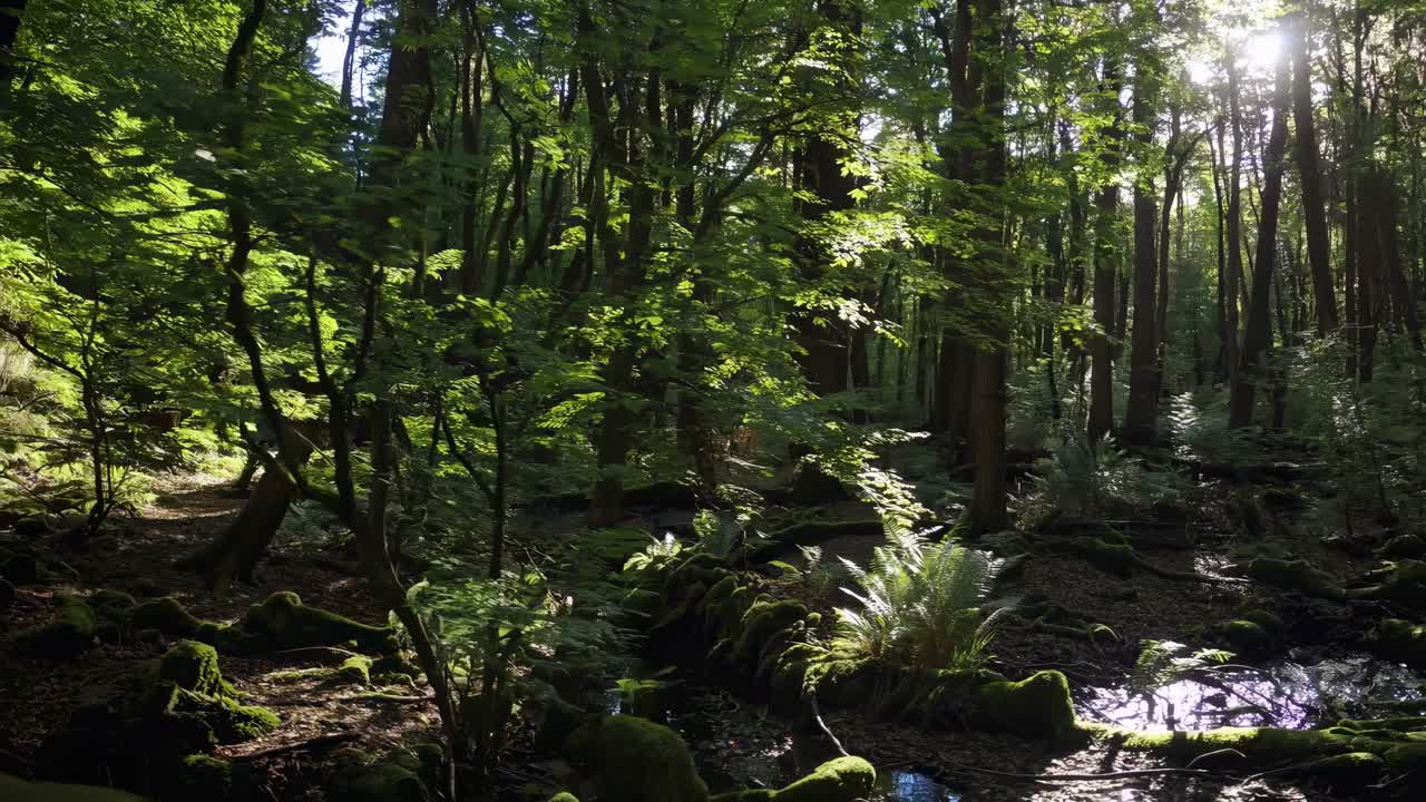 Sunlit forest scene with lush greenery and mossy ground, captured from a low angle