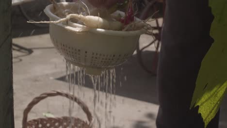 화창한 날 정원 분수에서 유기농 순무를 씻고, 천천히 움직이고, 위로 기울입니다.