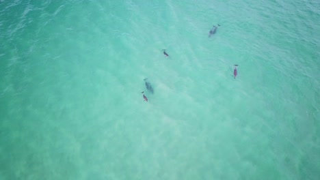 vista de arriba hacia abajo de un pequeño grupo de delfines nadando en las aguas poco profundas del océano pacífico cerca de la costa de australia