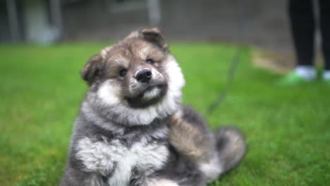 뒷다리로 귀 뒤에서 가려운 핀란드어 lapphund의 슬로우 모션 샷