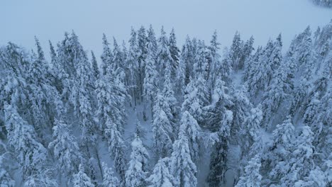 Vorwärts-über-Den-Winterwald-Zum-Zugefrorenen-See-Fliegen