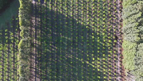 top aerial view of orange tree plantation on agricultural farm. sustainable harvest. argentina. 4k.