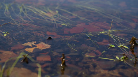 School-of-Tadpoles-Swimming-in-Pond-Amidst-Brown-Leaves-and-Green-Duckweed,-Close-Up