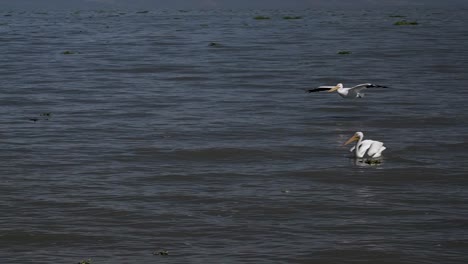 slow motion pelicans swimming and flying at petatan, mexico in the chapala lake
